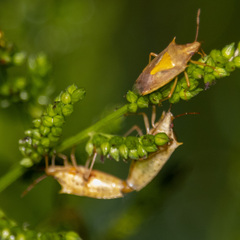 Oebalus