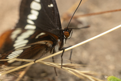 Limenitis lorquini