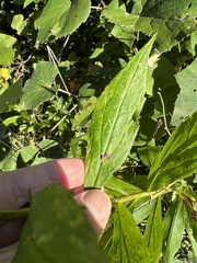 Solidago latissimifolia