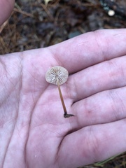 Mycetinis scorodonius