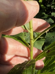 Solidago latissimifolia