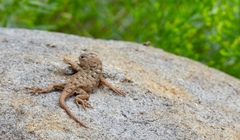 Sceloporus clarkii
