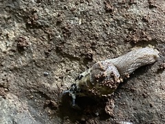 Stanisicarion aquila