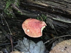 Xerocomellus intermedius