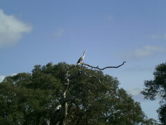 Anhinga novaehollandiae