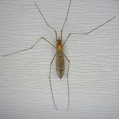 Nephrotoma ferruginea