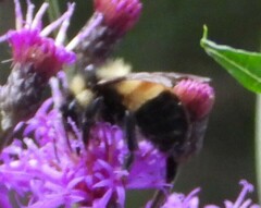 Bombus affinis