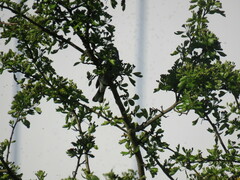 Setophaga nigrescens