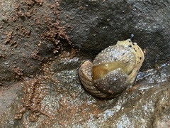 Stanisicarion aquila