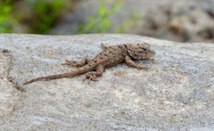 Sceloporus clarkii