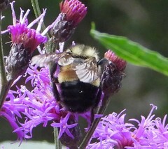 Bombus affinis