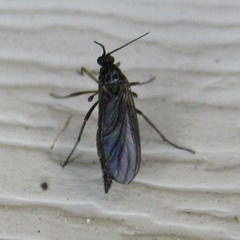 Sciaridae