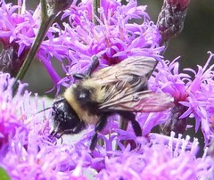 Bombus affinis