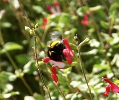 Bombus sonorus