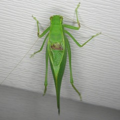 Microcentrum retinerve