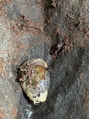 Stanisicarion aquila