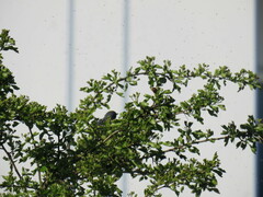 Setophaga nigrescens