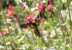Bombus sonorus