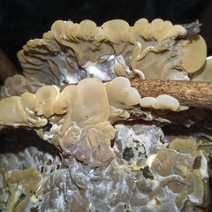 Auricularia mesenterica