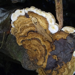 Auricularia mesenterica