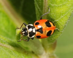 Hippodamia parenthesis