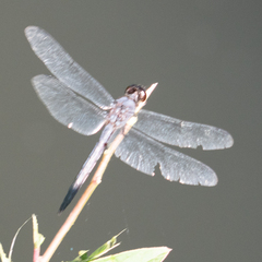 Libellula