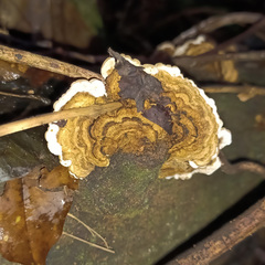 Auricularia mesenterica