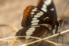Limenitis lorquini