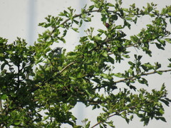 Setophaga nigrescens