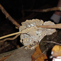 Auricularia mesenterica