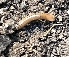 Cylindroiulus punctatus