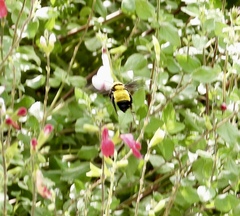 Bombus sonorus