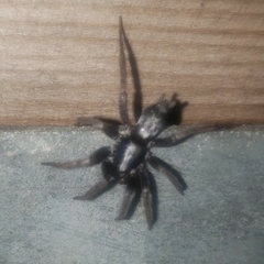 Herpyllus ecclesiasticus