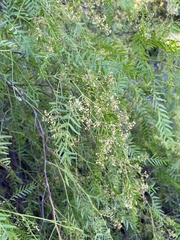 Schinus molle