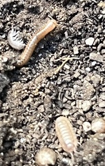 Cylindroiulus punctatus