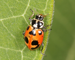 Hippodamia parenthesis