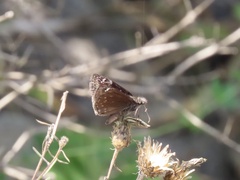 Erynnis