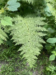 Athyrium