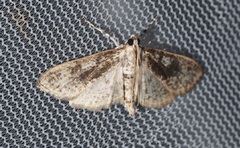 Palpita