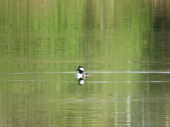 Lophodytes cucullatus