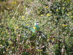 Barnardius zonarius barnardi