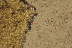 Melanoleuca graminicola
