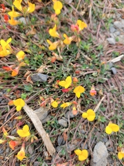 Lotus corniculatus