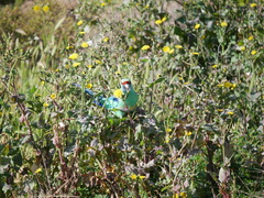 Barnardius zonarius barnardi