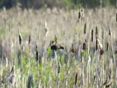 Cistothorus palustris