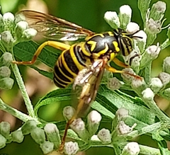 Spilomyia longicornis