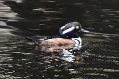 Lophodytes cucullatus