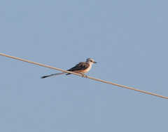 Tyrannus forficatus