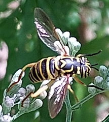 Spilomyia longicornis