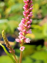 Persicaria orientalis